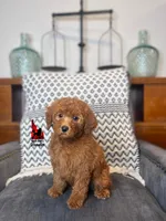 Minnie, Red Mini Poodle Girl ~ Pet, a female Poodle - Miniature  for sale in Rigby, ID – Photo 2 of 3