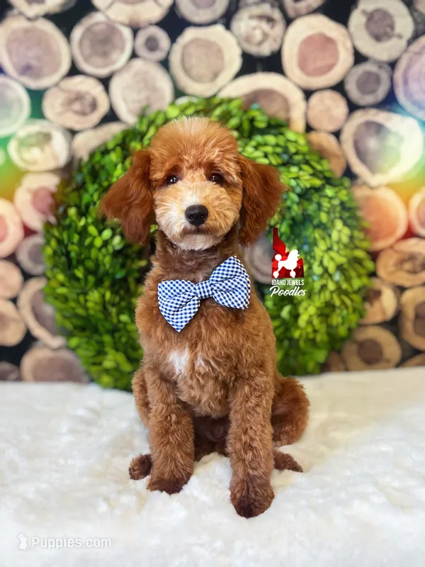 Flash, Red w/ White Mini Poodle Boy ~ Pet – Poodle - Miniature  puppy for sale in Rigby, ID