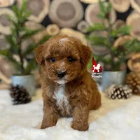Sunny (cddy clear)💎🐩, a male Poodle - Miniature  for sale in Rigby, ID – Photo 4 of 4
