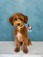 Sunny (cddy clear)💎🐩, a male Poodle - Miniature  for sale in Rigby, ID – Photo 1 of 4
