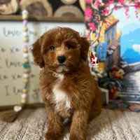 Sunny (cddy clear)💎🐩, a male Poodle - Miniature  for sale in Rigby, ID – Photo 3 of 4