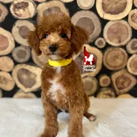 Sunny (cddy clear)💎🐩, a male Poodle - Miniature  for sale in Rigby, ID – Photo 2 of 4