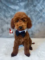 Toffee, Red Small Mini Poodle ~ Pet, a male Poodle - Miniature  for sale in Rigby, ID – 3 of 10