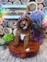 Brooklyn, Red w/ White Mini Poodle Girl ~ Pet, a female Poodle - Miniature  for sale in Rigby, ID – 2 of 3