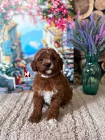 Brooklyn, Red w/ White Mini Poodle Girl ~ Pet, a female Poodle - Miniature  for sale in Rigby, ID – 3 of 3