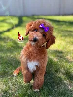 Brooklyn, Red w/ White Mini Poodle Girl ~ Pet, a female Poodle - Miniature  for sale in Rigby, ID – 1 of 3