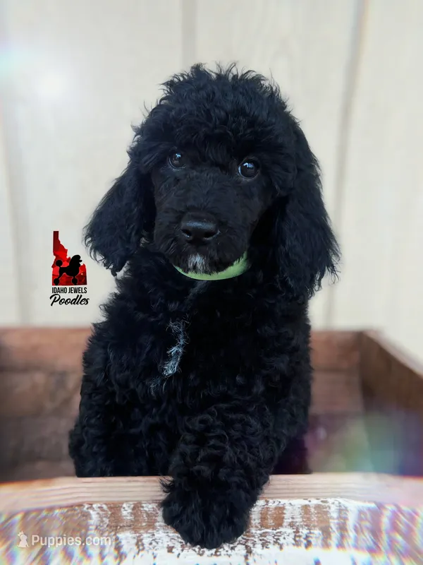 🧸Teddybear, Black Small Moyen Boy ~ Pet – Poodle - Miniature  puppy for sale in Rigby, ID