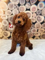 🍄Mario, Red Mini Poodle Boy ~Breeder or Pet, a male Poodle - Miniature  for sale in Rigby, ID – 2 of 10