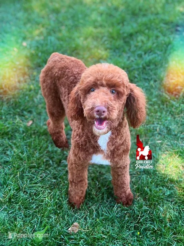 Tommy 💚🪄Red Small Moyen – Poodle - Standard  puppy for sale in Rigby, ID