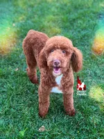 Tommy 💚🪄Red Small Moyen, a male Poodle - Standard  for sale in Rigby, ID – 1 of 10