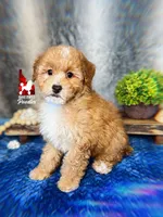 🌴Coast, Red/Apricot w/ White Small Mini Poodle Boy ~ Pet, a male Poodle - Miniature  for sale in Rigby, ID – 3 of 5