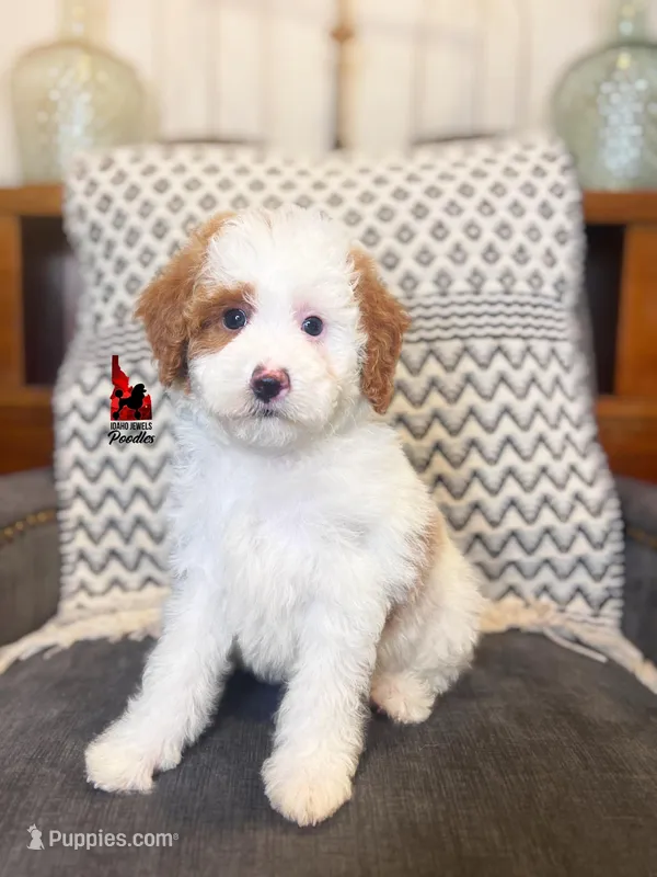 Mushu, Red Parti Mini Poodle Boy ~ Pet – Poodle - Miniature  puppy for sale in Rigby, ID
