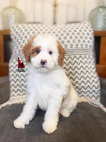 Mushu, Red Parti Mini Poodle Boy ~ Pet, a male Poodle - Miniature  for sale in Rigby, ID – Photo 1 of 3