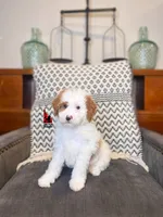 Mushu, Red Parti Mini Poodle Boy ~ Pet, a male Poodle - Miniature  for sale in Rigby, ID – Photo 2 of 3
