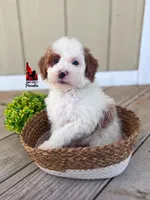 Mushu, Red Parti Mini Poodle Boy ~ Pet, a male Poodle - Miniature  for sale in Rigby, ID – Photo 3 of 3