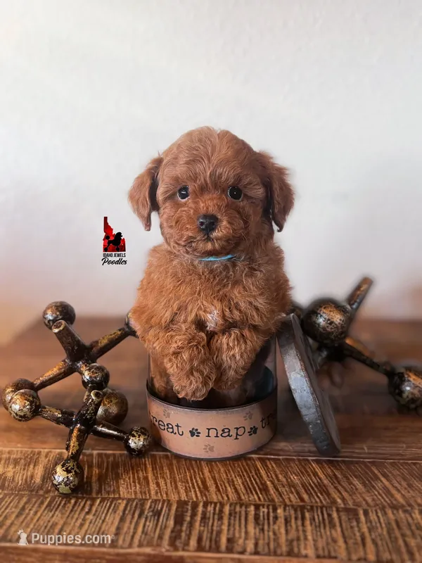 Soda, Red Toy Poodle Boy ~ Pet – Poodle - Toy  puppy for sale in Rigby, ID