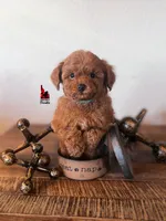 Soda, Red Toy Poodle Boy ~ Pet, a male Poodle - Toy  for sale in Rigby, ID – 1 of 3