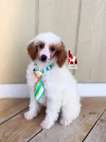 Pongo, CLEAR Red Parti Mini Poodle Boy ~ Breeder or Pet, a male Poodle - Miniature  for sale in Rigby, ID – 4 of 7