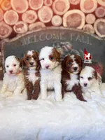 Ginger, Dark Red Abstract Small Moyen Poodle Girl ~ Breeder or Pet, a female Poodle - Miniature  for sale in Rigby, ID – 3 of 3