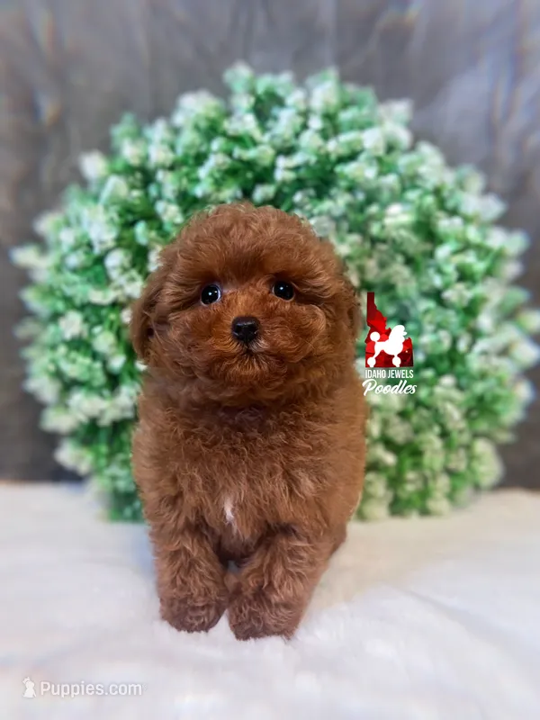 Soda, Red Toy Poodle Boy ~ Pet – Poodle - Toy  puppy for sale in Rigby, ID