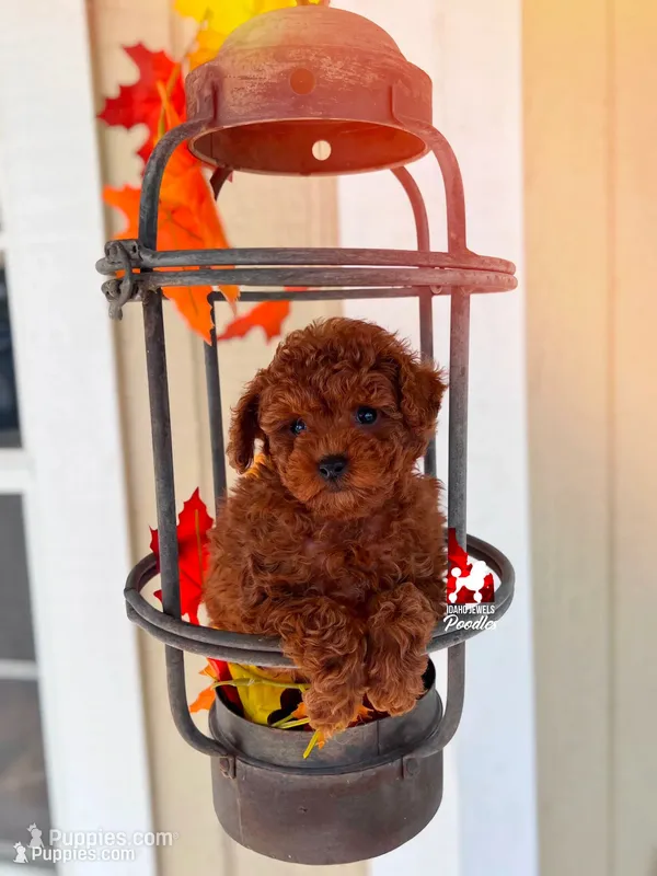 🧸Billie, Red "Tiny Toy" Poodle Boy ~ Pet, a male Poodle - Toy  for sale in Rigby, ID – 1 of 3