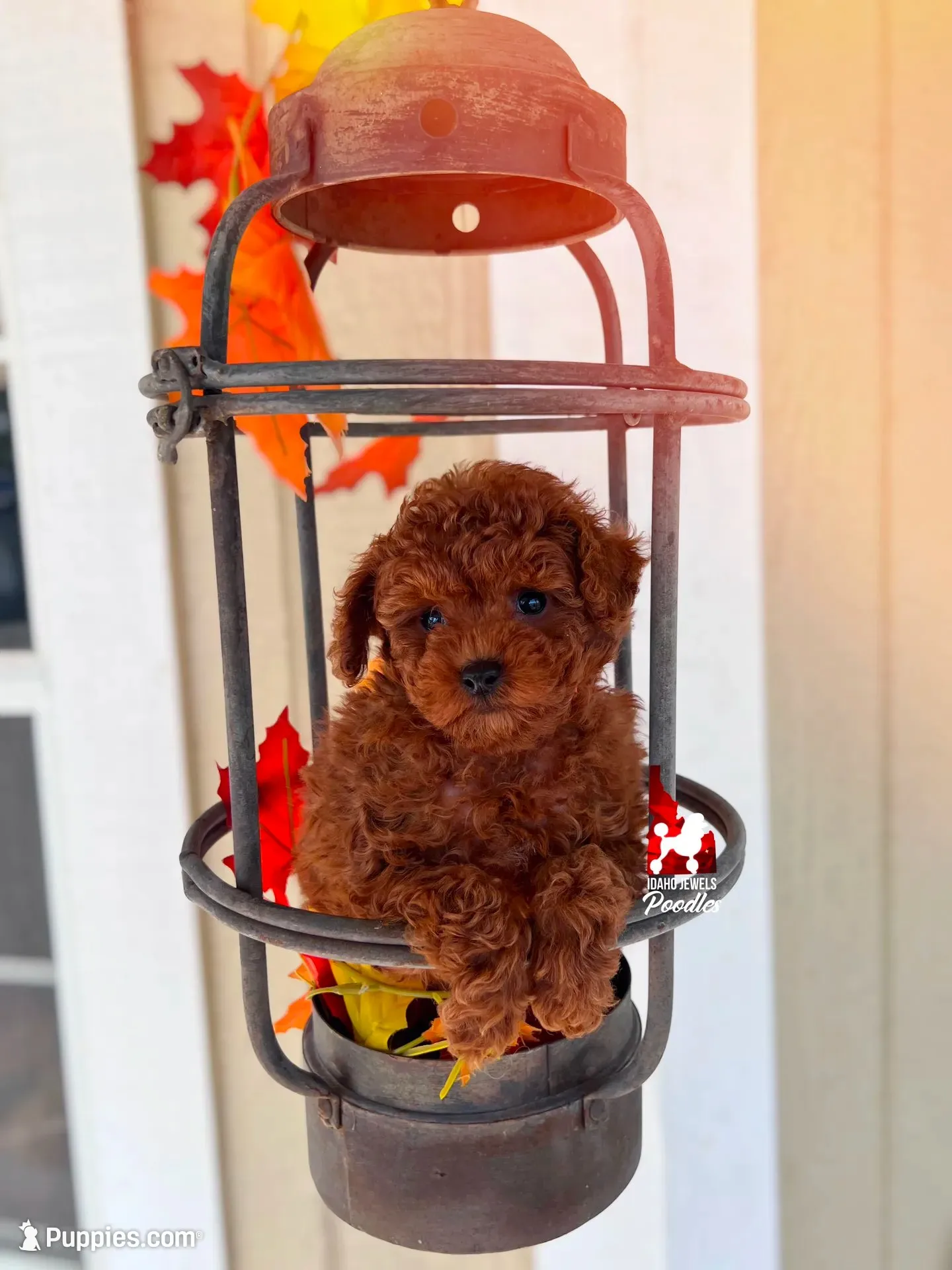 🧸Billie, Red "Tiny Toy" Poodle Boy ~ Pet, a male Poodle - Toy  for sale in Rigby, ID – 1 of 3