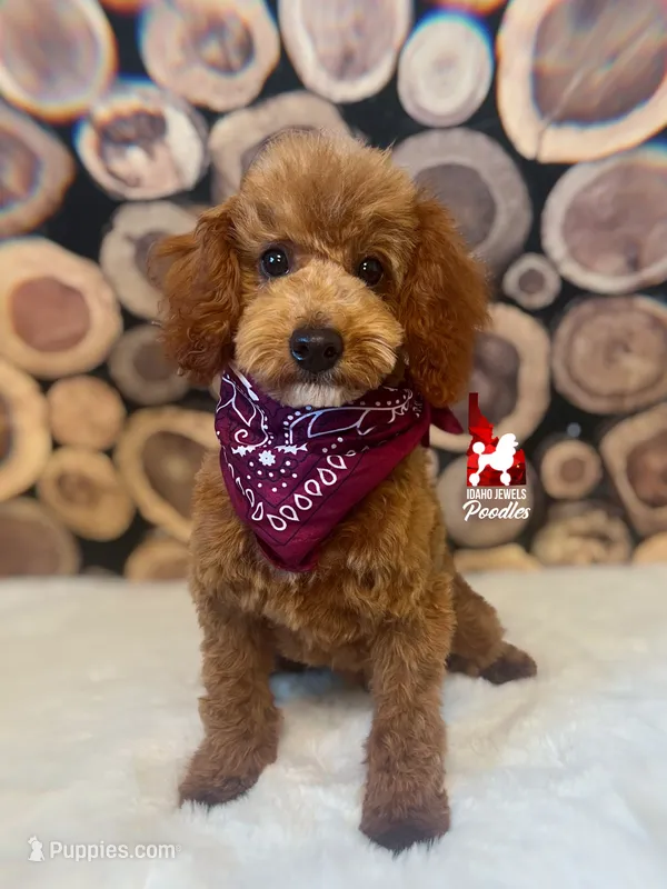 🍾Bramble, Red Toy Poodle Boy ~ Pet – Poodle - Toy  puppy for sale in Rigby, ID
