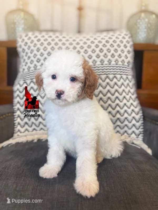 Nala, Red Parti Mini Poodle Girl ~ Pet, a female Poodle - Miniature  for sale in Rigby, ID – Photo 1 of 3
