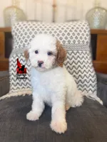 Nala, Red Parti Mini Poodle Girl ~ Pet, a female Poodle - Miniature  for sale in Rigby, ID – Photo 1 of 3