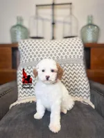 Nala, Red Parti Mini Poodle Girl ~ Pet, a female Poodle - Miniature  for sale in Rigby, ID – Photo 2 of 3