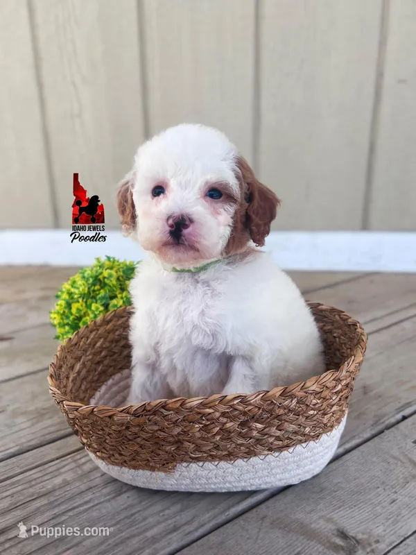 Nala, Red Parti Mini Poodle Girl ~ Breeder or Pet – Poodle - Miniature  puppy for sale in Rigby, ID
