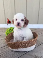 Nala, Red Parti Mini Poodle Girl ~ Pet, a female Poodle - Miniature  for sale in Rigby, ID – Photo 3 of 3