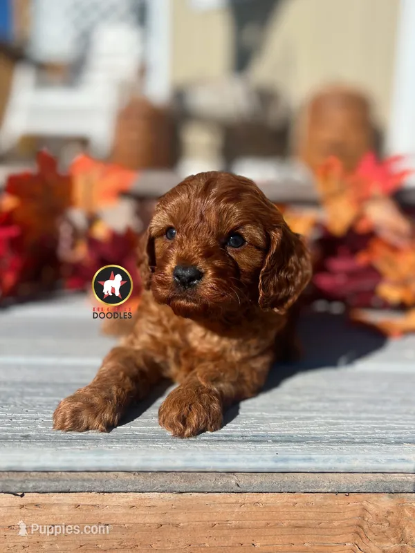 Chex, Red F1 Cavapoo Boy ~ Breeder or Pet – Cavalier King Charles Spaniel, Poodle - Miniature  puppy for sale in Rigby, ID