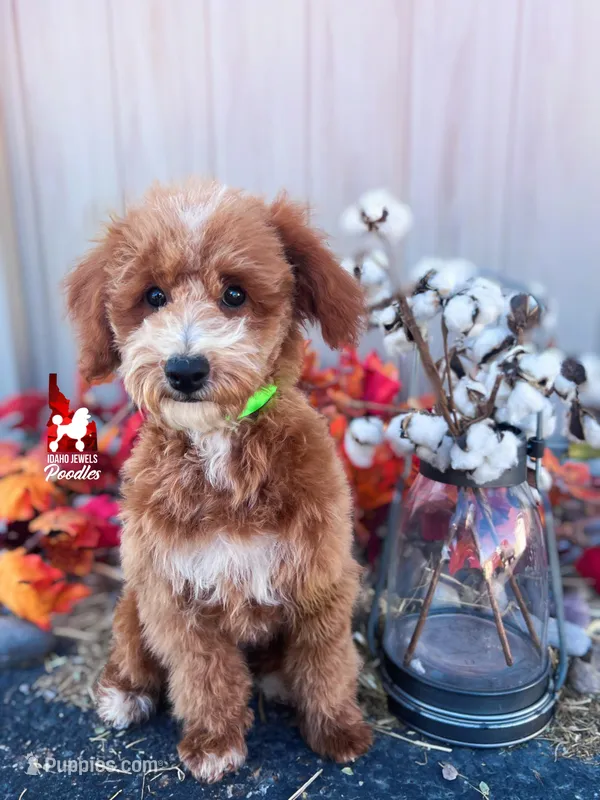 ⚓Cruise, Red w/ White Mini Poodle Boy ~ Pet – Poodle - Miniature  puppy for sale in Rigby, ID