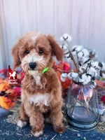 ⚓Cruise, Red w/ White Mini Poodle Boy ~ Pet, a male Poodle - Miniature  for sale in Rigby, ID – 1 of 6