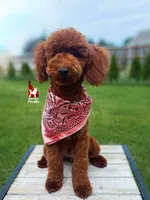 Toffee, Red Small Mini Poodle ~ Pet, a male Poodle - Miniature  for sale in Rigby, ID – 1 of 10