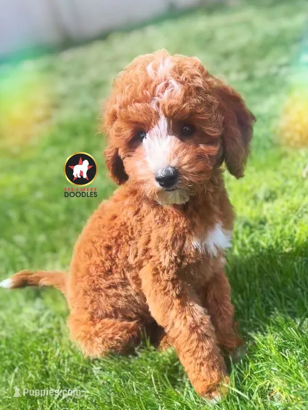 🪨Flint the Ruby Red w/ White F1B Cavapoo – Cavapoo, Poodle - Miniature  puppy for sale in Rigby, ID