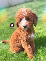 🪨Flint the Ruby Red w/ White F1B Cavapoo, a male Cavapoo and Poodle - Miniature  for sale in Rigby, ID – 1 of 10
