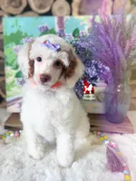 Luna🌙🪄 Red Parti Spunky Mini Poodle Girl ~ Pet, a female Poodle - Miniature  for sale in Rigby, ID – Photo 2 of 5