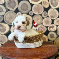 Luna🌙🪄 Red Parti Spunky Mini Poodle Girl ~ Pet, a female Poodle - Miniature  for sale in Rigby, ID – Photo 4 of 5