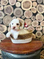 Luna🌙🪄, a female Poodle - Miniature  for sale in Rigby, ID – Photo 1 of 2