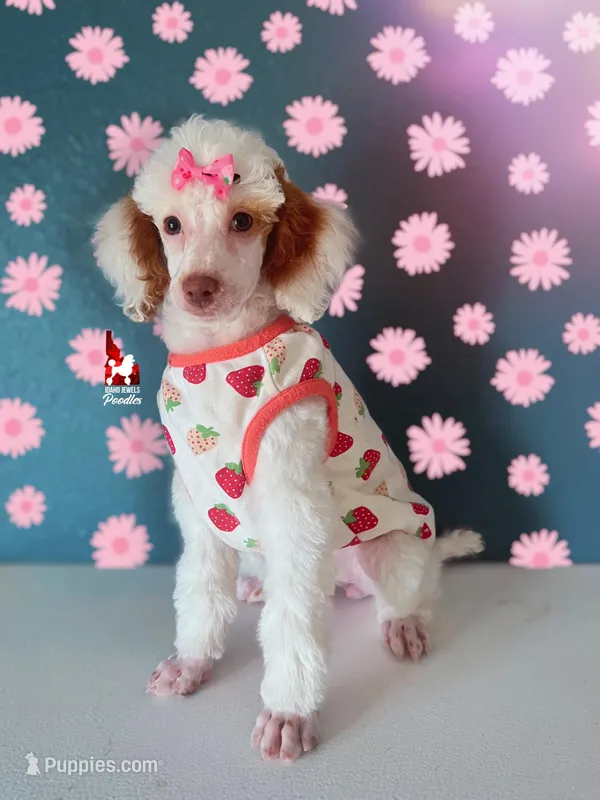 Luna🌙🪄 Red Parti Spunky Mini Poodle Girl ~ Pet – Poodle - Miniature  puppy for sale in Rigby, ID