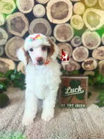 Luna🌙🪄 Red Parti Spunky Mini Poodle Girl ~ Pet, a female Poodle - Miniature  for sale in Rigby, ID – Photo 3 of 5