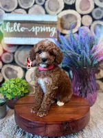 Lincoln, Red w/ White Small Mini Poodle Boy ~ Pet, a male Poodle - Miniature  for sale in Rigby, ID – Photo 1 of 3