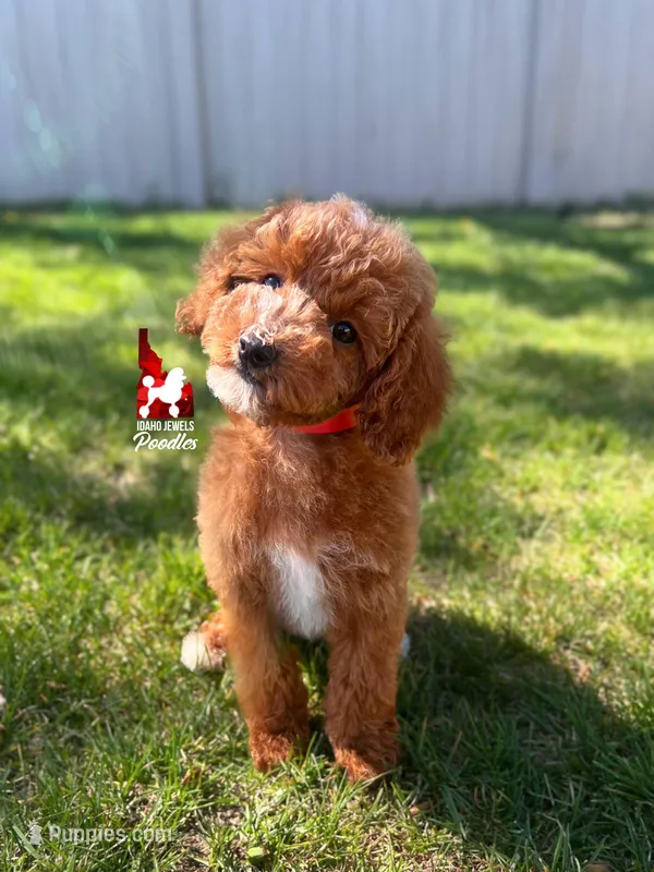 Lincoln, Red w/ White Small Mini Poodle Boy ~ Pet – Poodle - Miniature  puppy for sale in Rigby, ID