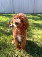 Lincoln, Red w/ White Small Mini Poodle Boy ~ Pet, a male Poodle - Miniature  for sale in Rigby, ID – 1 of 3