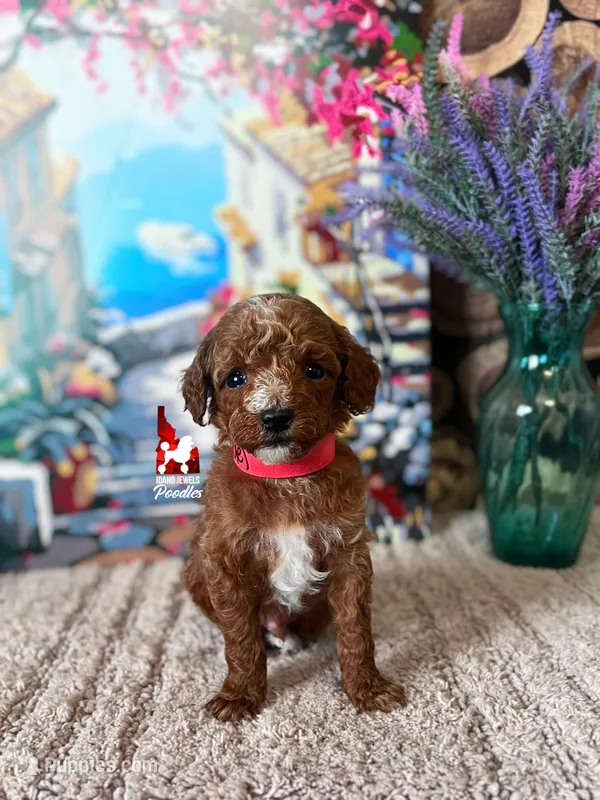 Lincoln, Red w/ White Small Mini Poodle Boy ~ Pet – Poodle - Miniature  puppy for sale in Rigby, ID