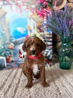 Lincoln, Red w/ White Small Mini Poodle Boy ~ Pet, a male Poodle - Miniature  for sale in Rigby, ID – Photo 1 of 2