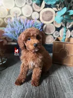 Biscuit, Red Mini Poodle Boy ~ Breeder or Pet, a male Poodle - Miniature  for sale in Rigby, ID – Photo 2 of 5