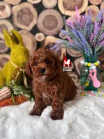 Biscuit, Red Mini Poodle Boy ~ Breeder or Pet, a male Poodle - Miniature  for sale in Rigby, ID – Photo 2 of 3